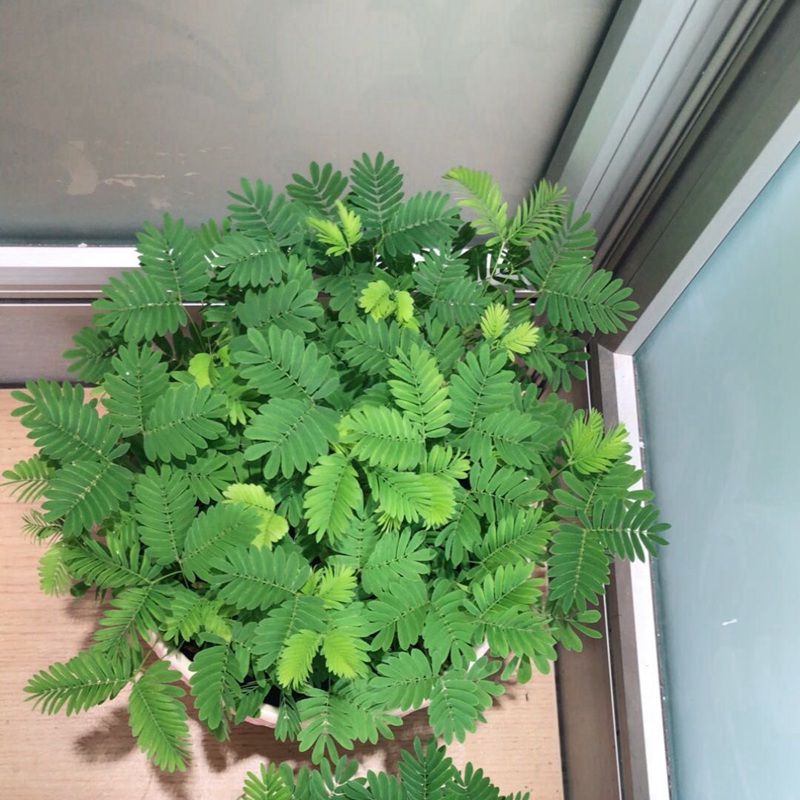 含羞草