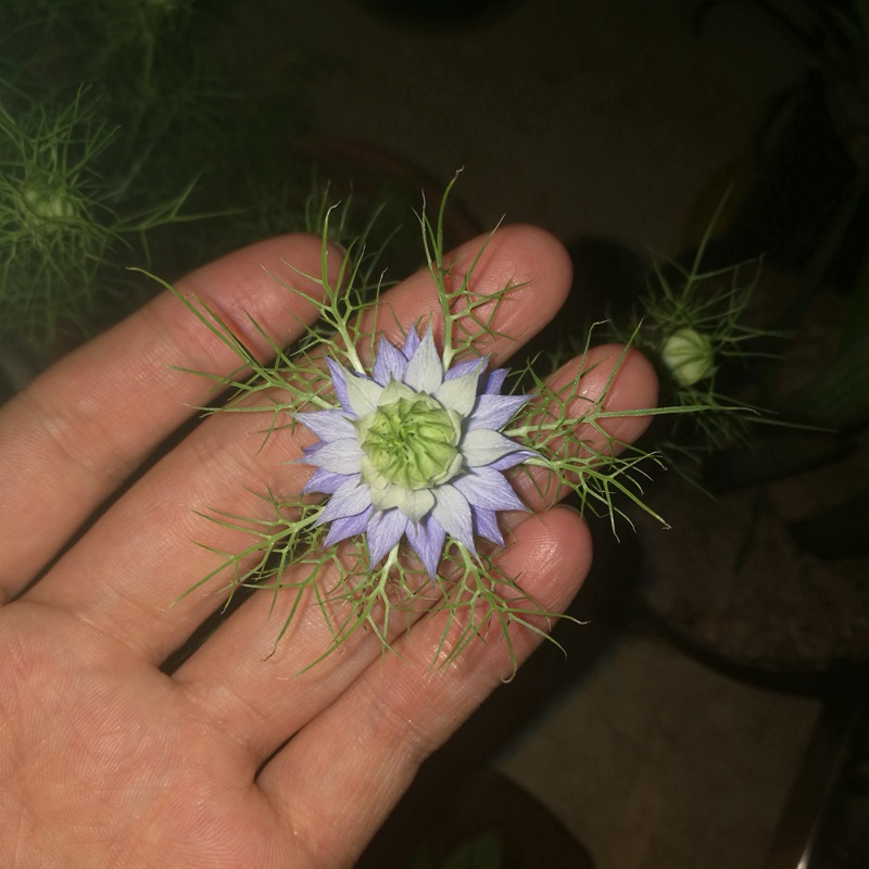 黑種草