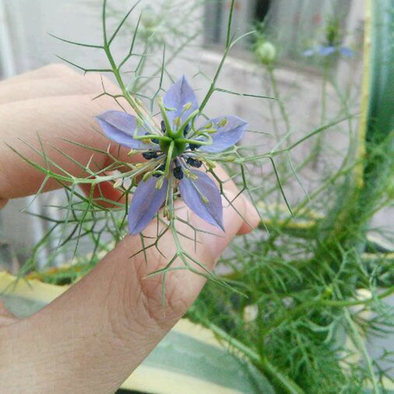 黑種草