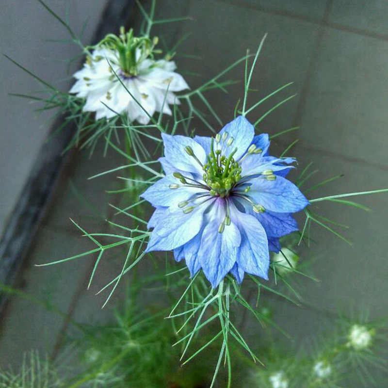 黑種草