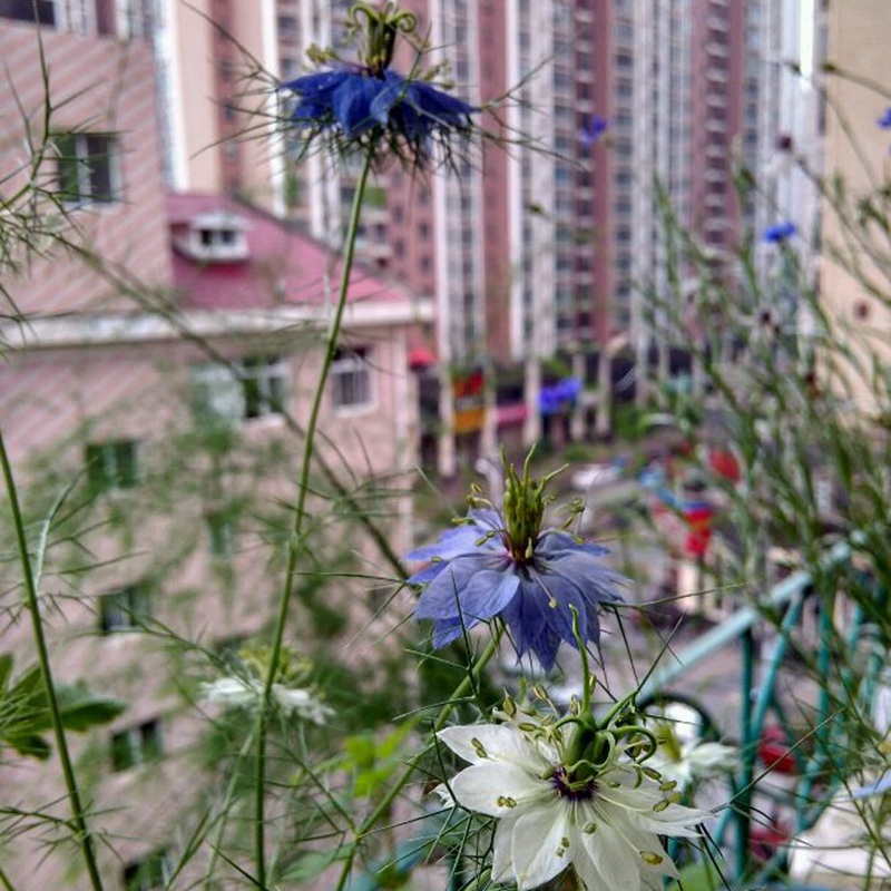 黑種草