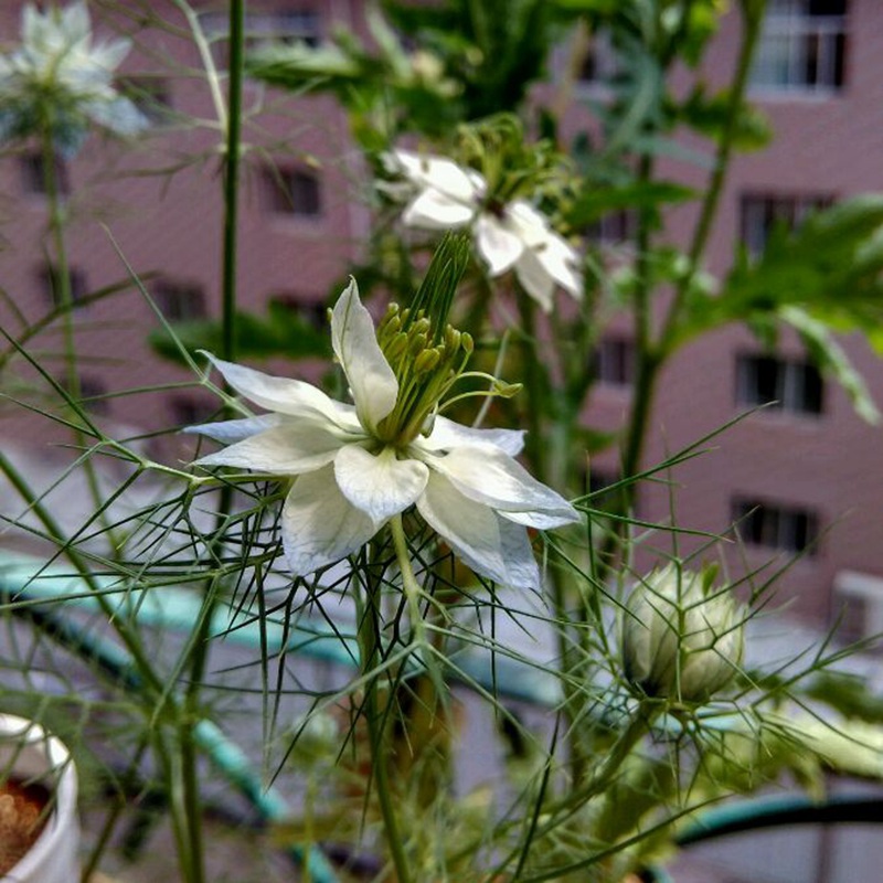 黑種草