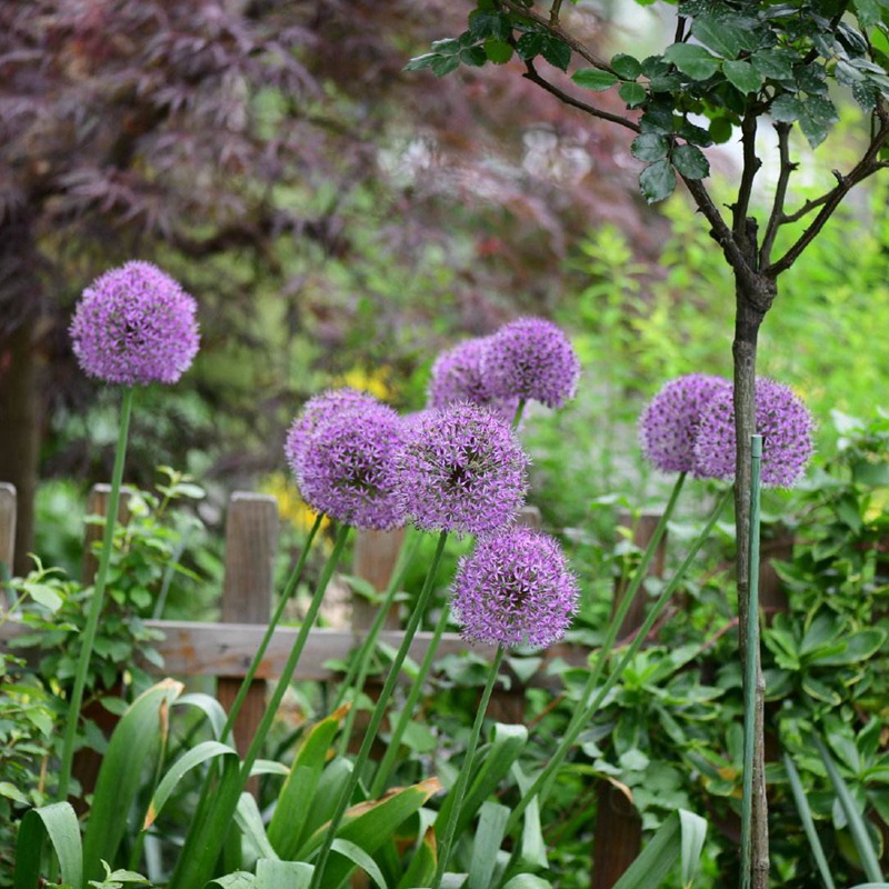 花蔥