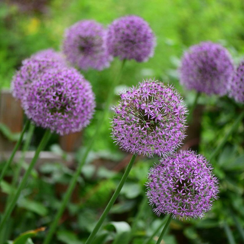 花蔥