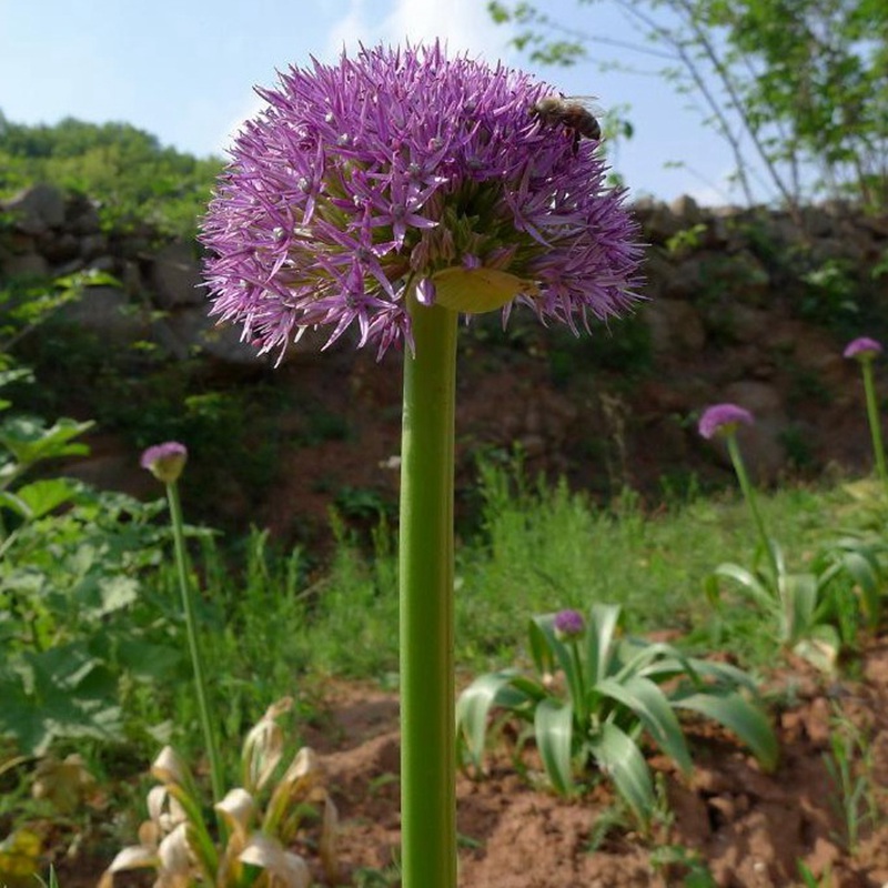 花蔥