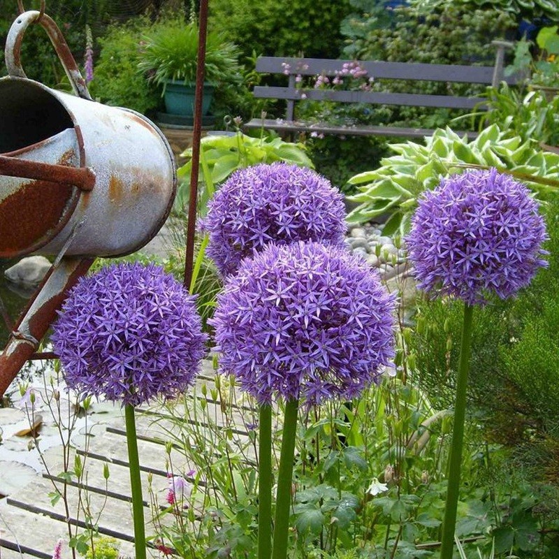 花蔥