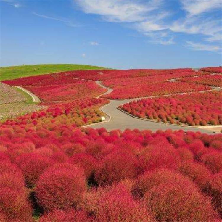 紅色地膚