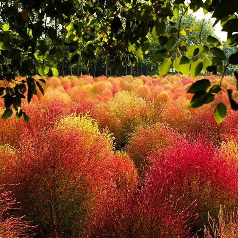紅色地膚