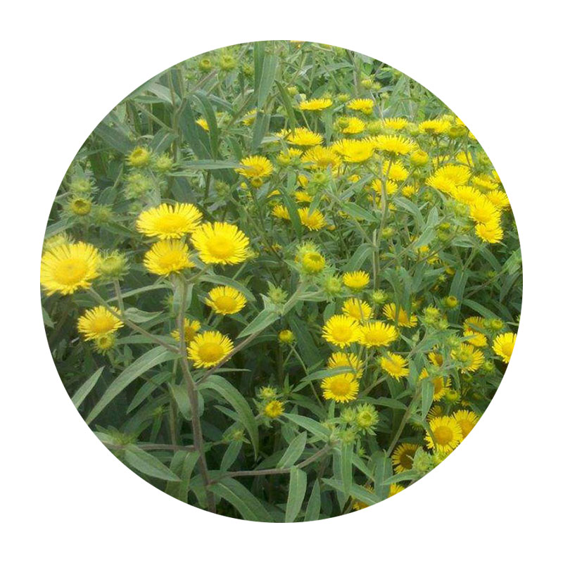 黃菊花