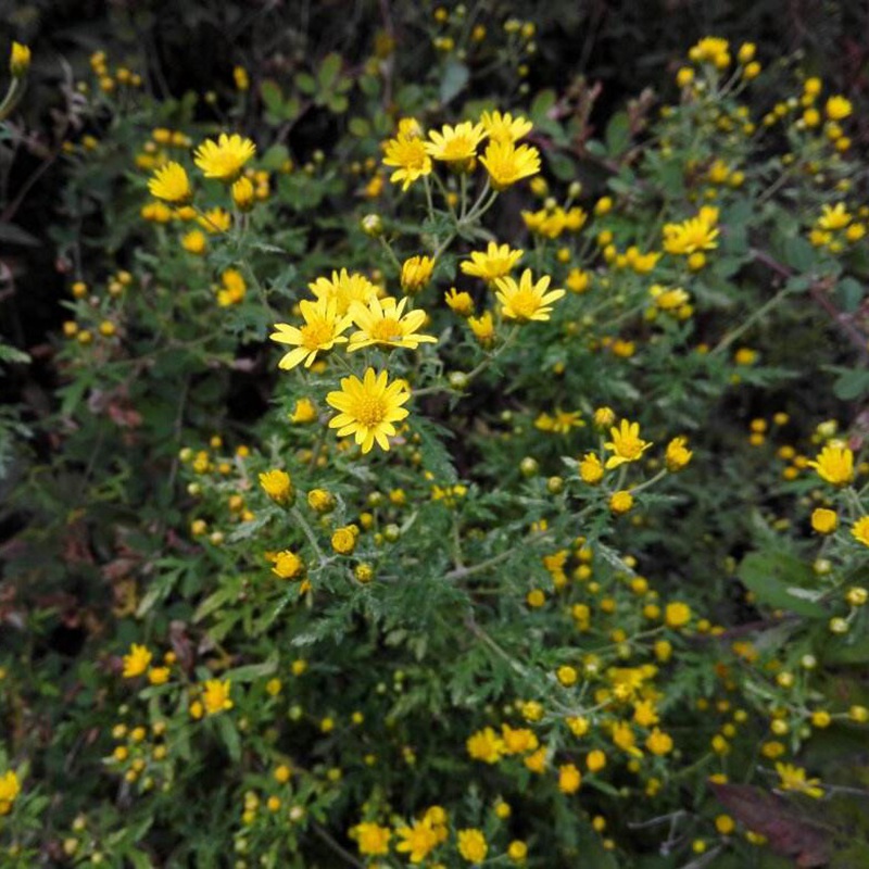 黃菊花