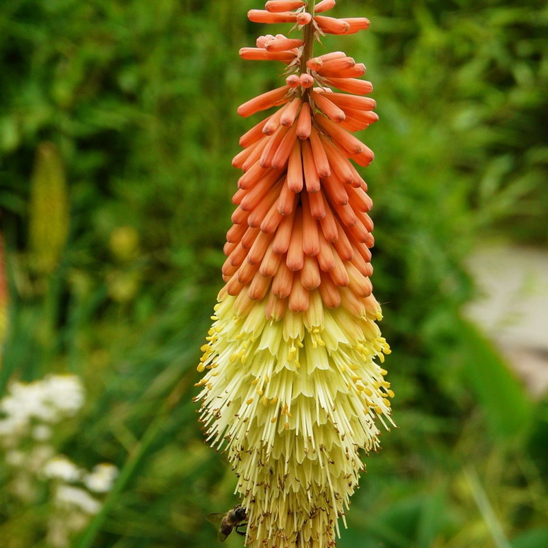 火炬花
