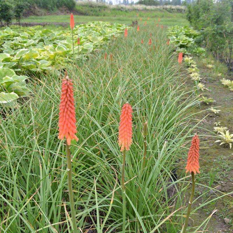 火炬花