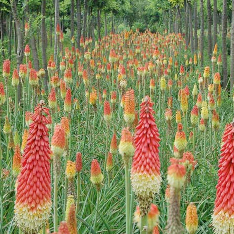 火炬花