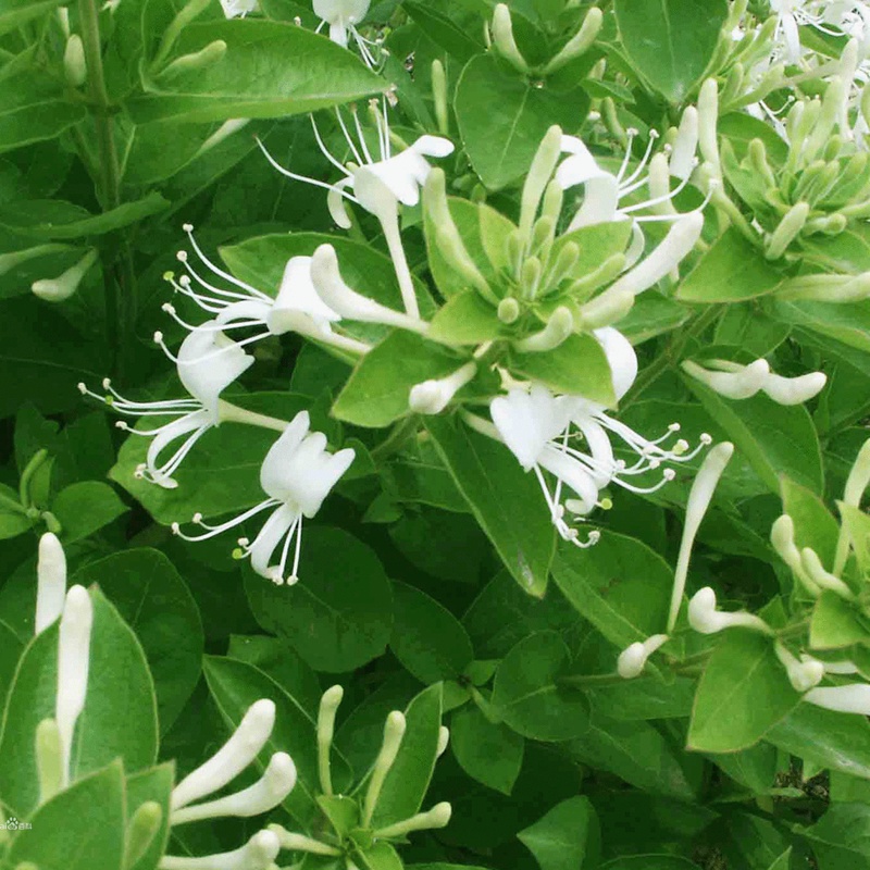 金銀花