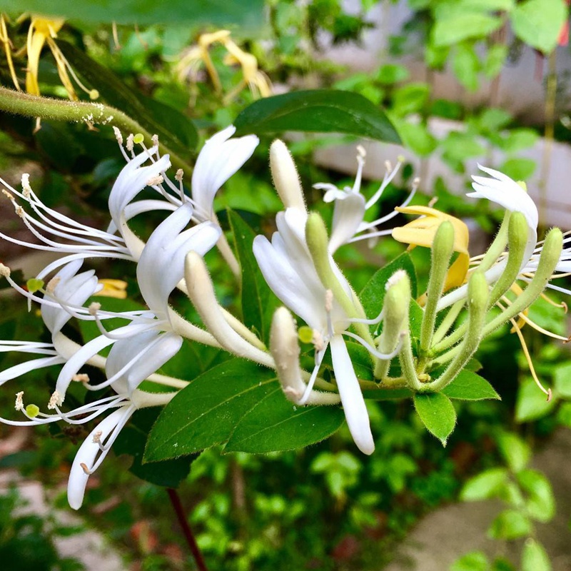 金銀花
