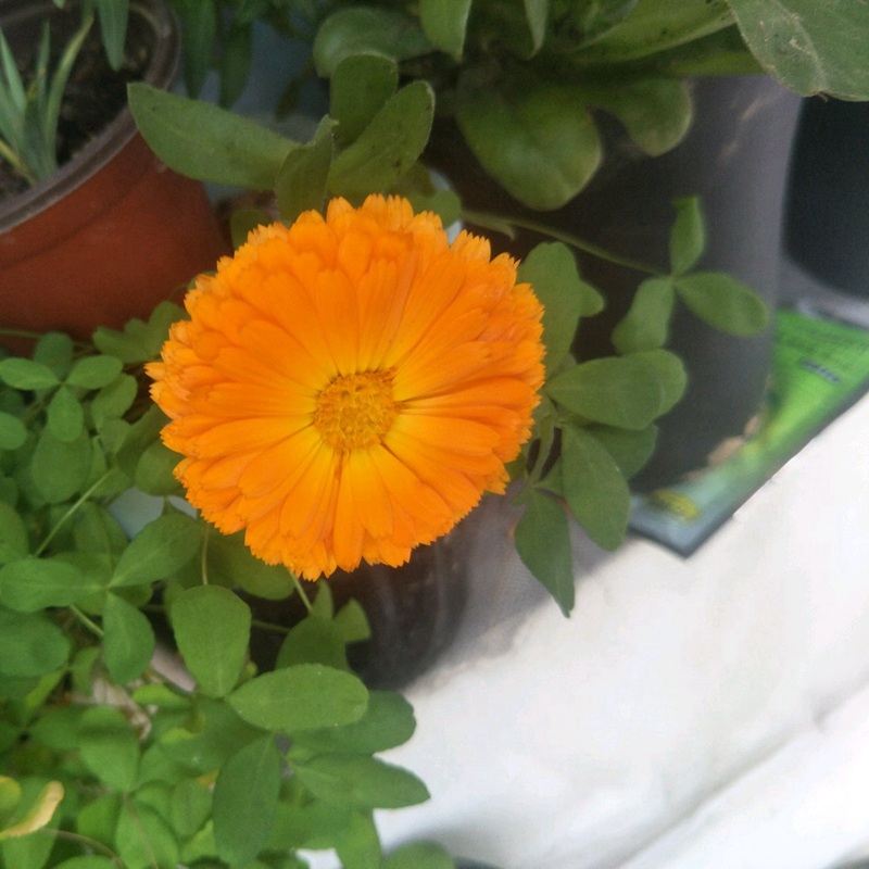 金盞菊