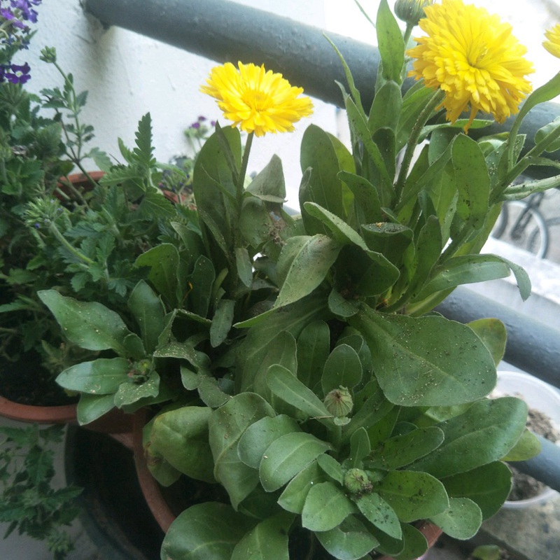 金盞菊