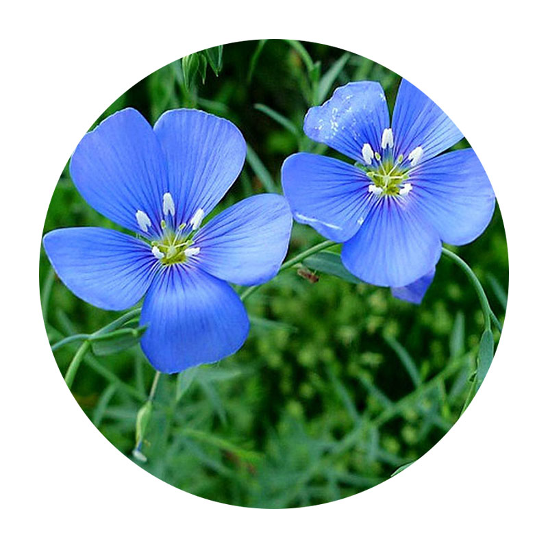 藍(lán)花亞麻