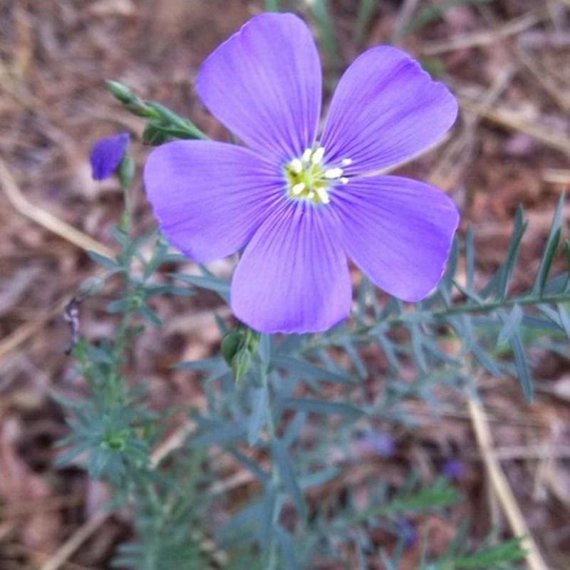 藍(lán)花亞麻