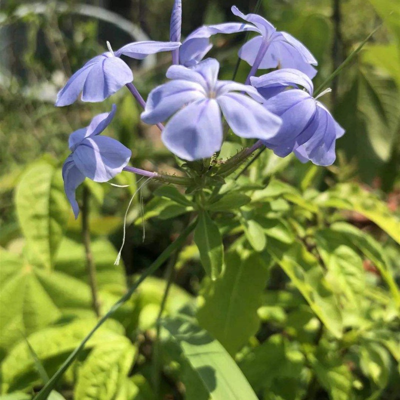 藍(lán)花亞麻