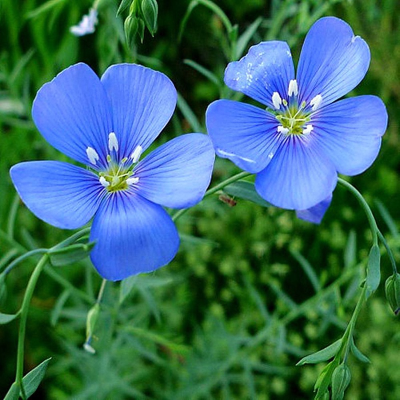 藍(lán)花亞麻