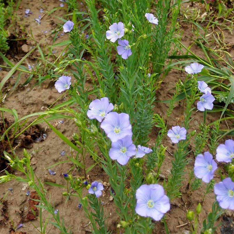 藍(lán)花亞麻