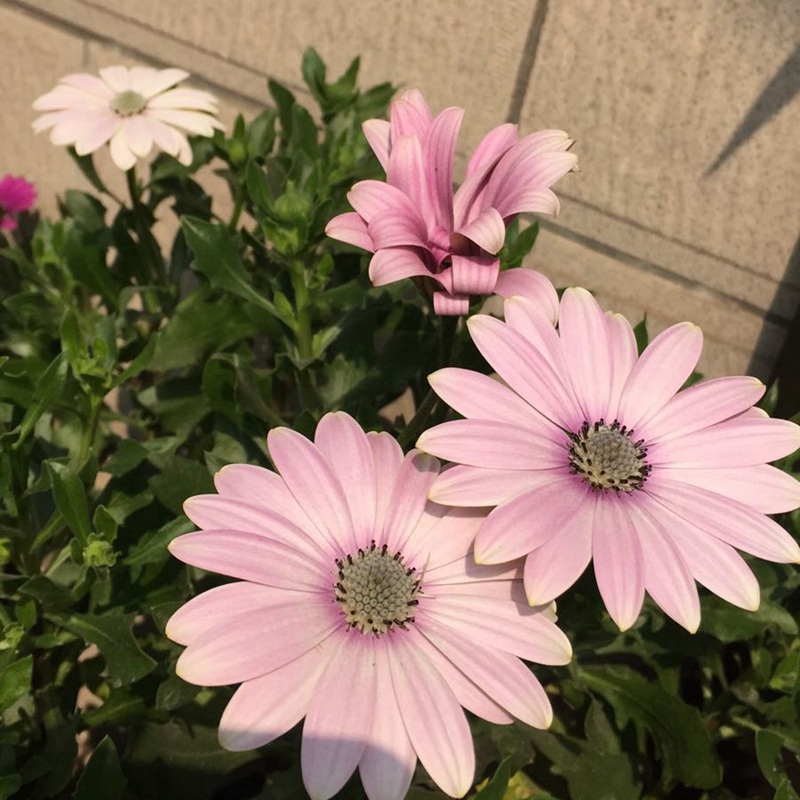 萬壽菊