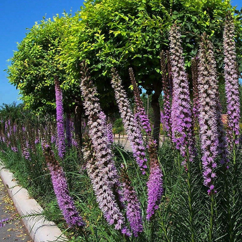 蛇鞭菊