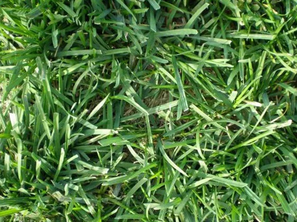早熟禾草坪種子特點(diǎn)介紹以及鳥(niǎo)巢性狀種植方法