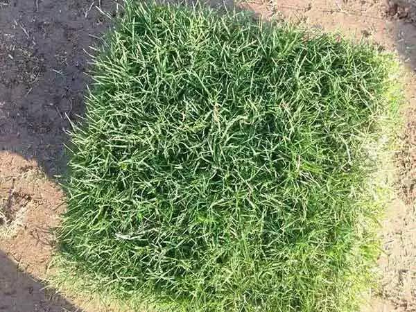 果嶺草草坪種子簡(jiǎn)單又實(shí)用的種植管理方法