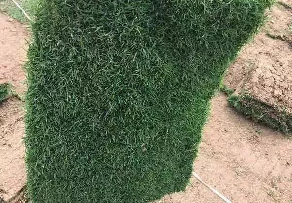 果嶺草草坪種子簡(jiǎn)單又實(shí)用的種植管理方法