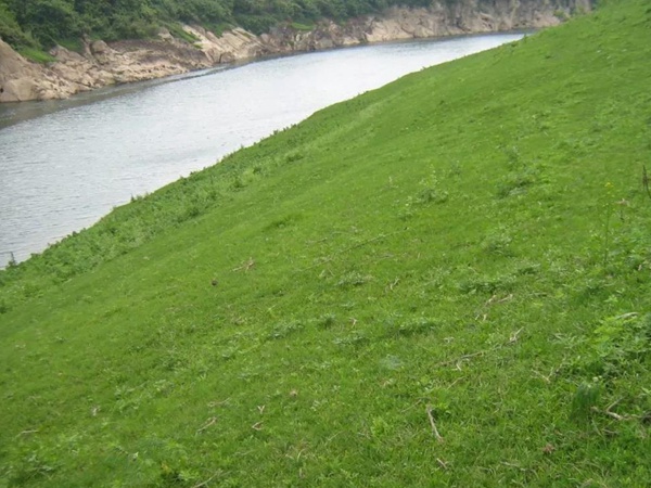 狗牙根種子播種方法以及種植技術(shù)