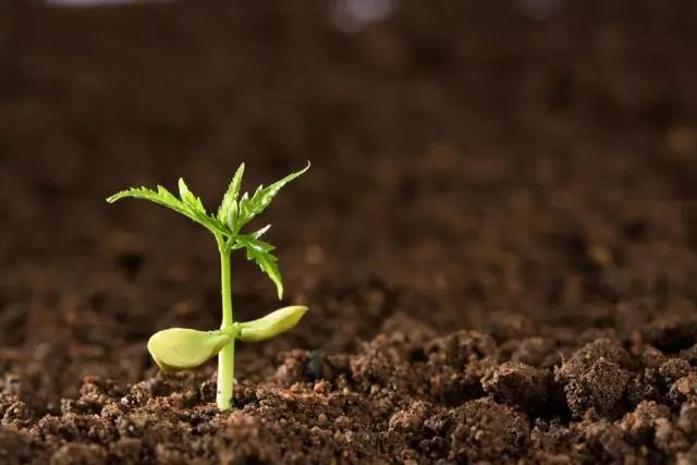狗牙根草皮防護(hù)方法——草坪種子