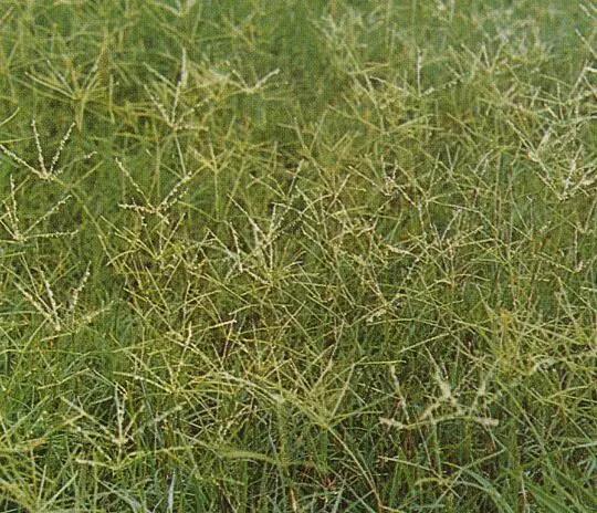 狗牙根草皮防護(hù)方法——草坪種子
