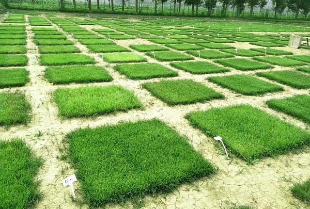 狗牙根草皮防護(hù)方法——草坪種子