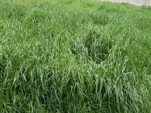 紅三葉種子種植方法？批發(fā)價(jià)格多少錢(qián)一斤？