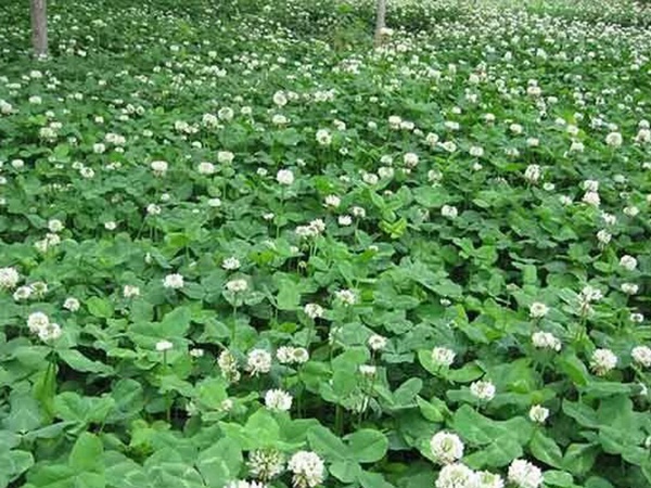 種植白三葉，不但可以綠化環(huán)境，而且改善空氣質(zhì)量