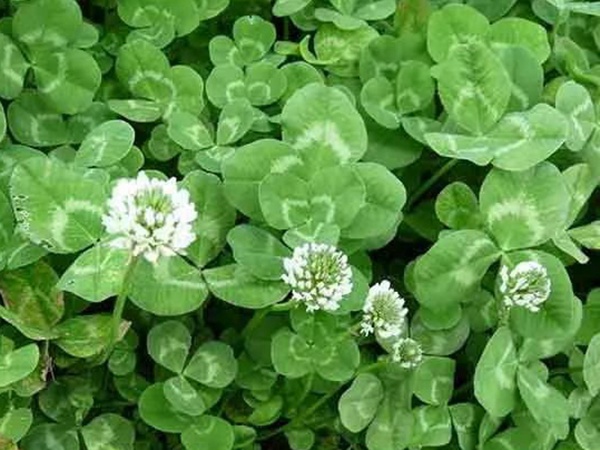種植白三葉，不但可以綠化環(huán)境，而且改善空氣質(zhì)量