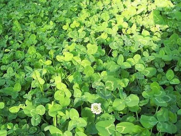 種植白三葉，不但可以綠化環(huán)境，而且改善空氣質(zhì)量