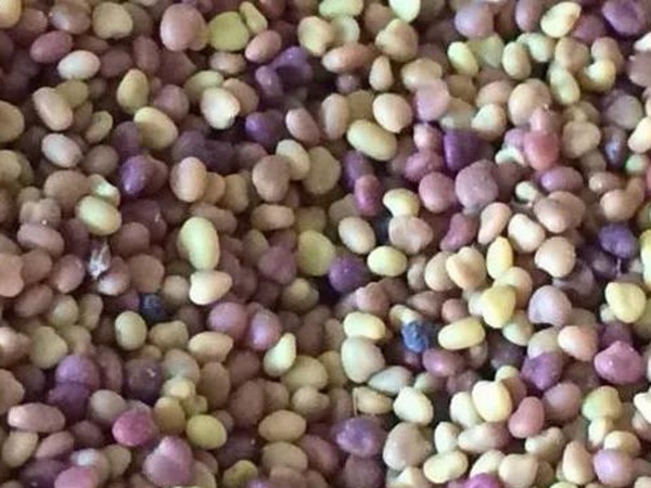 白三葉在北方最佳種植時(shí)間是什么時(shí)候？