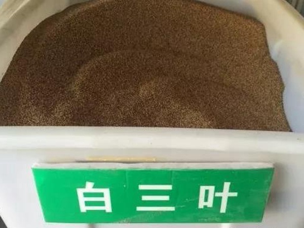 白三葉在北方最佳種植時(shí)間是什么時(shí)候？