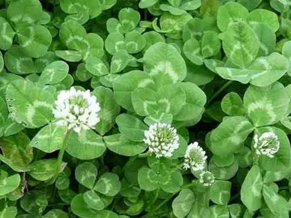 白三葉在北方最佳種植時(shí)間是什么時(shí)候？