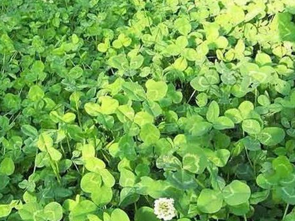 白三葉在北方最佳種植時(shí)間是什么時(shí)候？