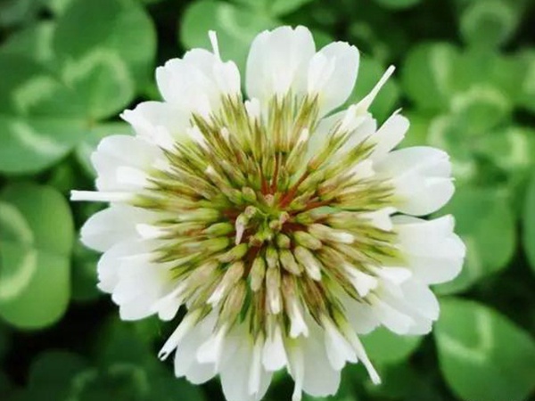 白三葉種植技術(shù)和方法，報價哪家靠譜