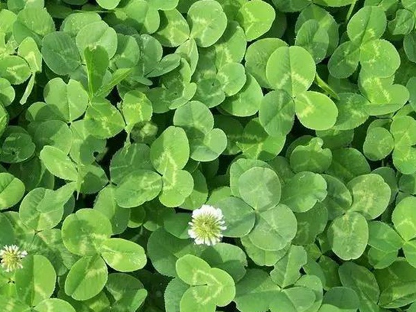 白三葉種植技術(shù)和方法，報價哪家靠譜