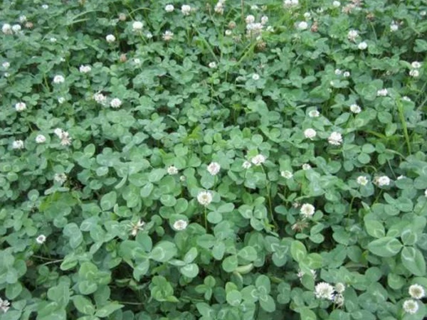 白三葉種植技術(shù)和方法，報價哪家靠譜
