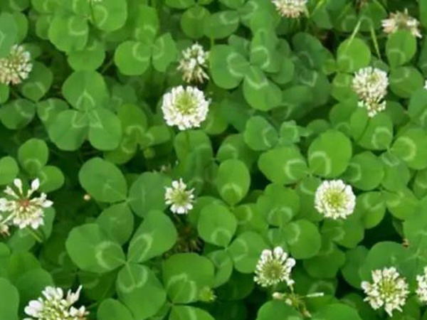 白三葉種植技術(shù)和方法，報價哪家靠譜