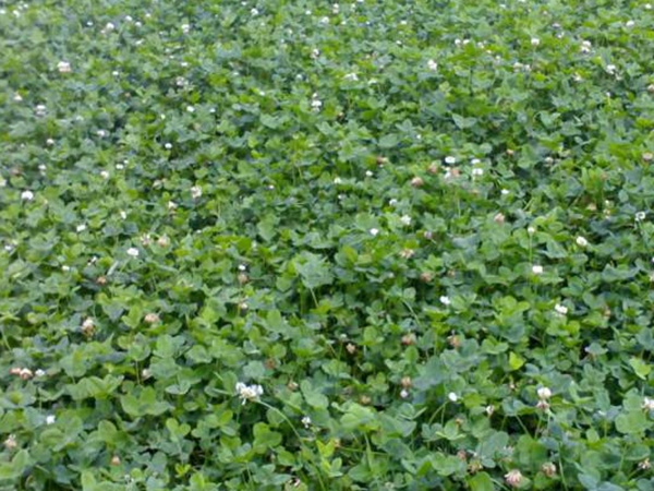 白三葉建植方法和養(yǎng)護(hù)管理關(guān)鍵的技術(shù)