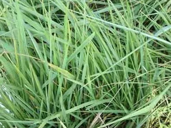 披堿草種植方法與管理技術(shù)
