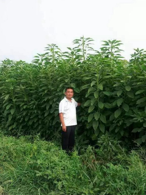 籽粒莧是一種什么植物，又什么作用